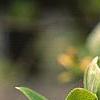 Sassafras albidum, flowers
