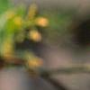Sassafras albidum, flowers