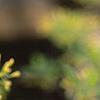 Sassafras albidum, flowers