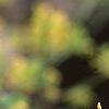 Sassafras albidum, flowers