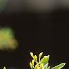 Sassafras albidum, flowers
