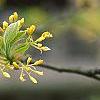 Sassafras albidum, flowers