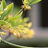 Sassafras albidum, flowers