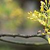 Sassafras albidum, flowers