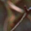 Sassafras albidum, flowers