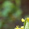 Sassafras albidum, flowers