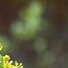 Sassafras albidum, flowers