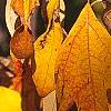 Sassafras albidum, fall color
