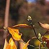 Sassafras albidum, fall color
