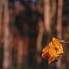 Sassafras albidum, fall color