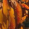 Sassafras albidum, fall color