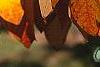 Sassafras albidum, fall color