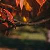 Sassafras albidum, fall color