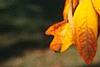 Sassafras albidum, fall color