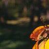Sassafras albidum, fall color