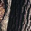 Sassafras albidum, bark