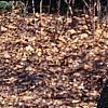 Sassafras albidum, bark