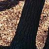 Sassafras albidum, bark