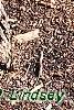 Sassafras albidum, bark