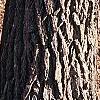 Sassafras albidum, bark