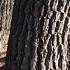 Sassafras albidum, bark