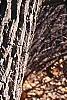 Sassafras albidum, bark
