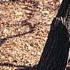 Sassafras albidum, bark