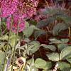 Allium aflatunense 'Purple Sensation', habit