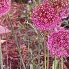 Allium aflatunense 'Purple Sensation', habit