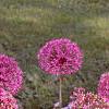 Allium aflatunense 'Purple Sensation', habit