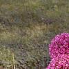Allium aflatunense 'Purple Sensation', habit