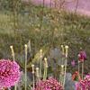 Allium aflatunense 'Purple Sensation', habit