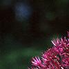 Allium aflatunense 'Purple Sensation', flowers