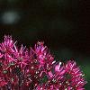 Allium aflatunense 'Purple Sensation', flowers