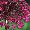 Allium aflatunense 'Purple Sensation', flowers