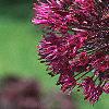 Allium aflatunense 'Purple Sensation', flowers
