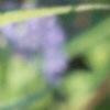 Allium caeruleum, flowers