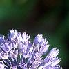 Allium caeruleum, flowers