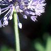Allium caeruleum, flowers