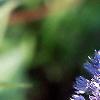 Allium caeruleum, flowers