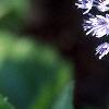 Allium caeruleum, flowers