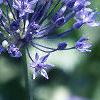 Allium caeruleum, flowers