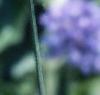 Allium caeruleum, flowers