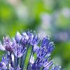 Allium caeruleum, flowers