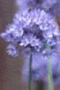 Allium caeruleum, flowers
