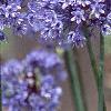 Allium caeruleum, flowers