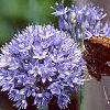 Allium caeruleum, flowers