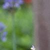 Allium caeruleum, flowers