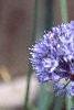 Allium caeruleum, flowers