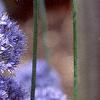 Allium caeruleum, flowers